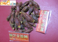 黄栀子